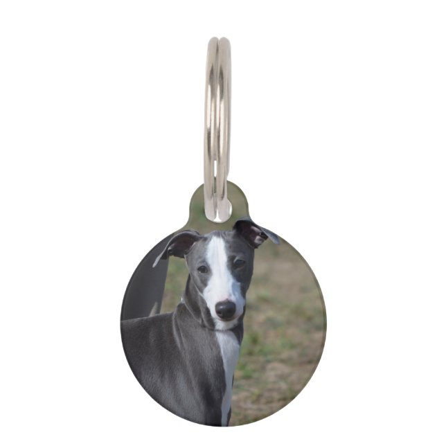 Italienisch Greyhound Tiermarke (Vorderseite)