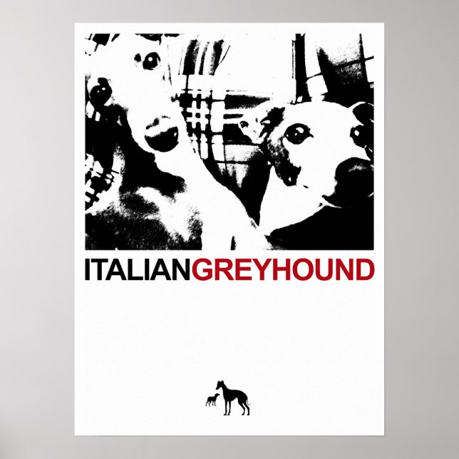 Italienisch Greyhound White Poster (Vorne)