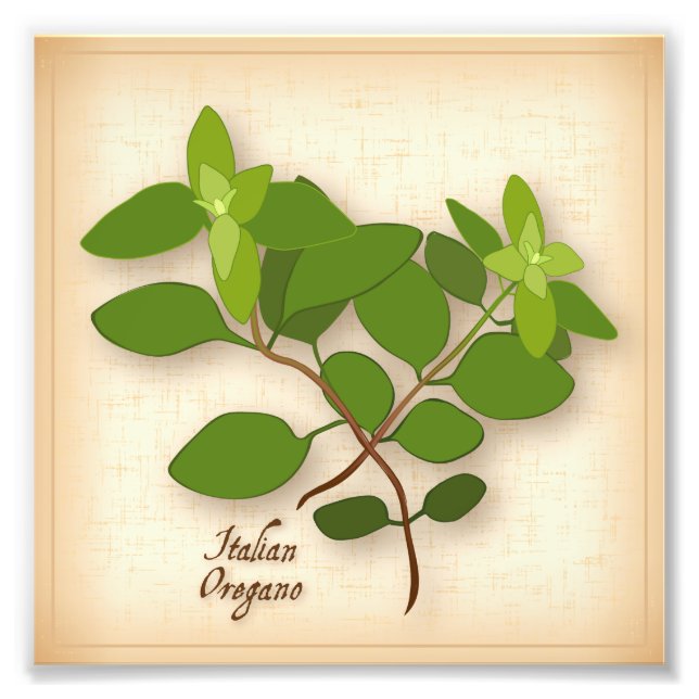 Italienisch Oregano Foto Print (Vorne)