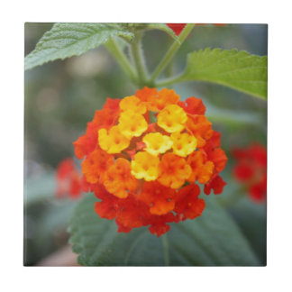 Italienische Blumen Fliese