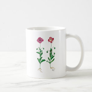 Italienische Gartennelke 3 Tasse