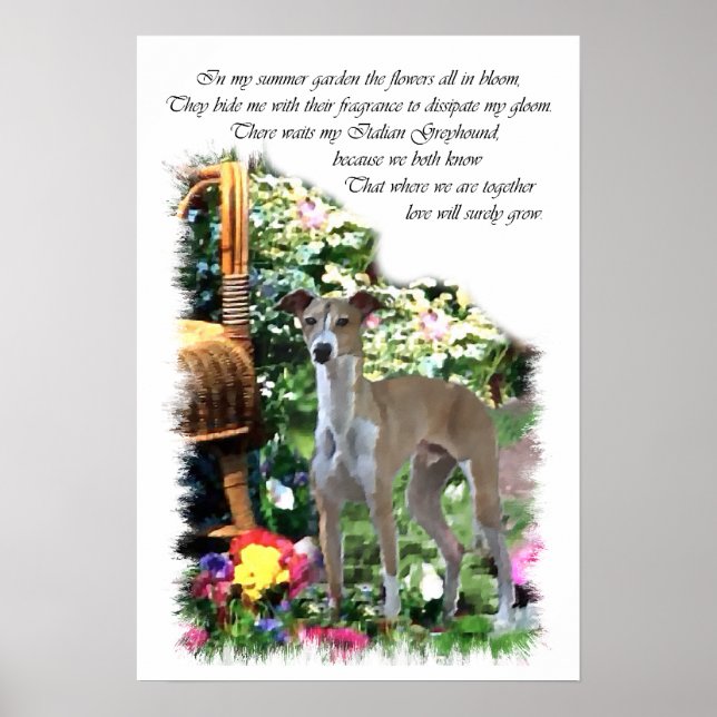 Italienische Greyhound Art Print Poster (Vorne)