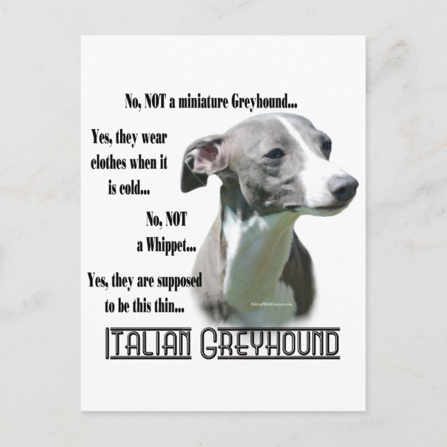 Italienische Greyhound FAQ Postkarte (Vorderseite)