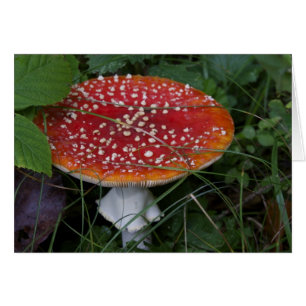 Italienische Karten, Borgo Valsugana