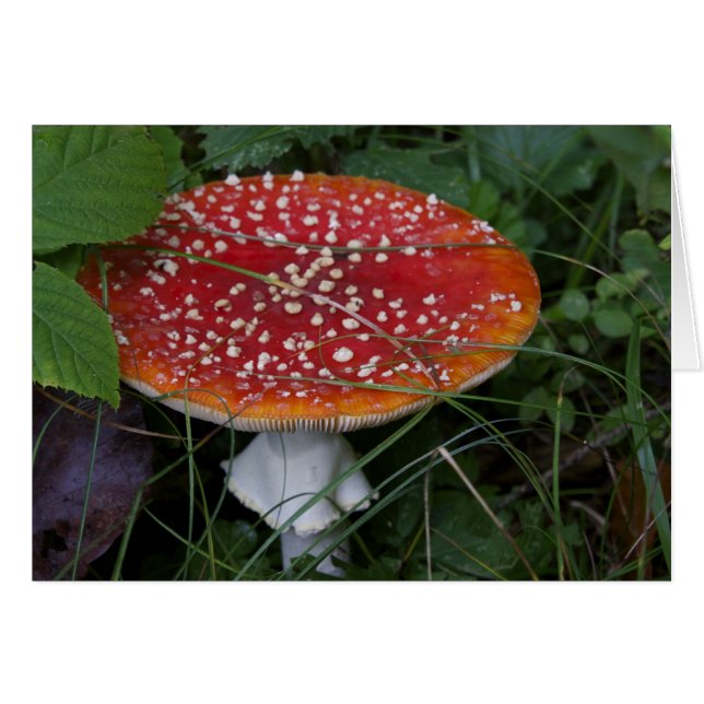 Italienische Karten, Borgo Valsugana (Vorderseite (Horizontal))