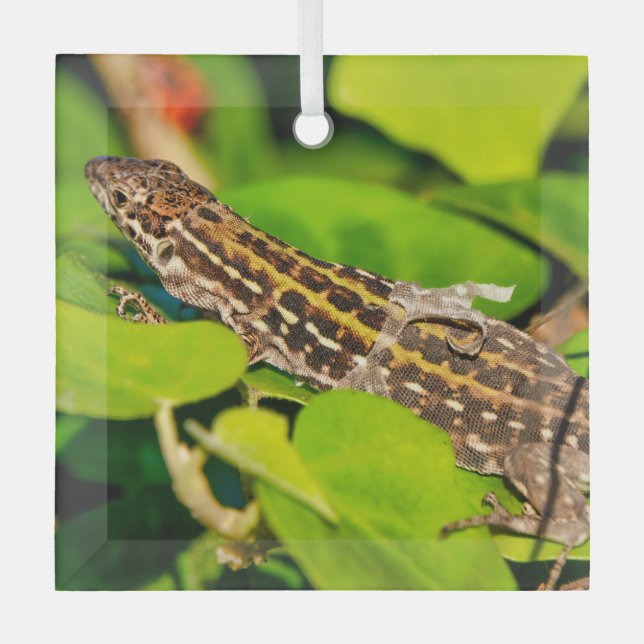 italienische Mauereidechse Ornament Aus Glas (Vorderseite)