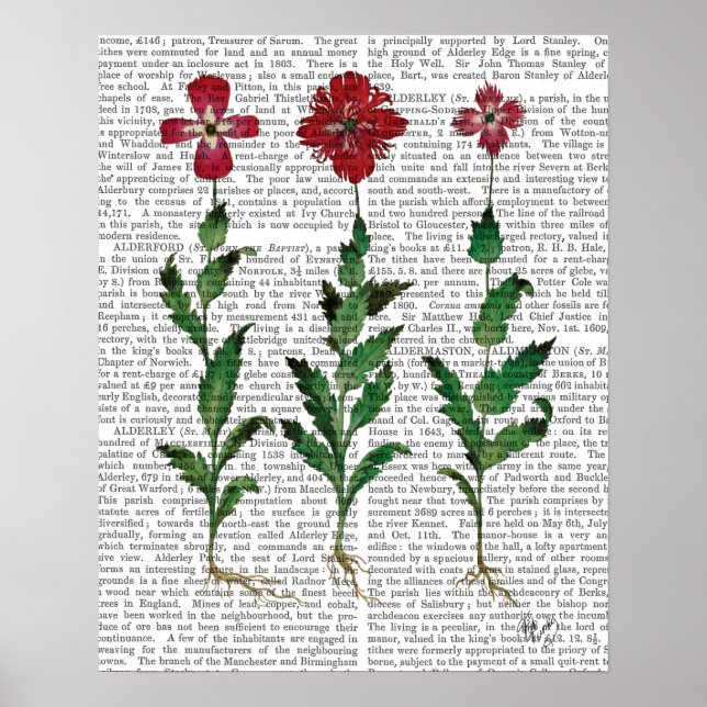 Italienische Nelke 1 Poster (Vorne)