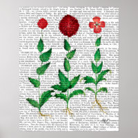 Italienische Nelke 2