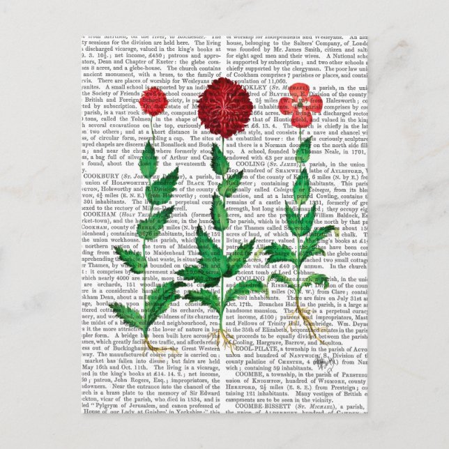 Italienische Nelke 2 Postkarte (Vorderseite)