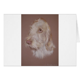 Italienische Spinone