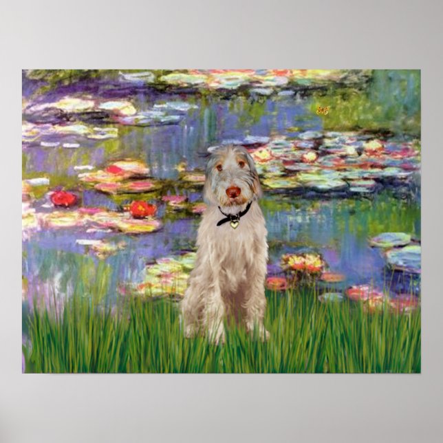 Italienische Spinone 12 - Lilies 2 Poster (Vorne)
