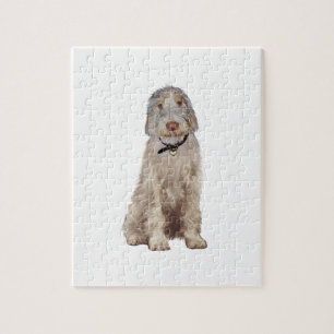 Italienische Spinone (A) - Wheaten Puzzle