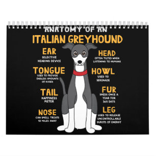 Italienischer Grauhound Anatomie Funny Hund Mama V Kalender