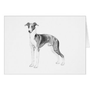 Italienischer Greyhound-Stil
