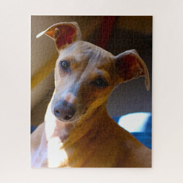 Italienischer Jagdhund. Puzzle (Vertikal)