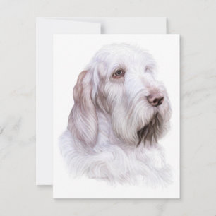 Italienischer Spinone Italiano Einladung