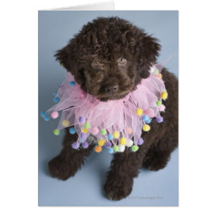 Italienischer Wasserhund (Lagotto) Welpe