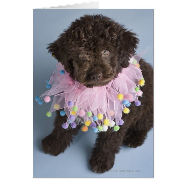 Italienischer Wasserhund (Lagotto) Welpe (Vorne)