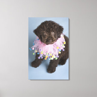 Italienischer Wasserhund (Lagotto) Welpe Leinwanddruck