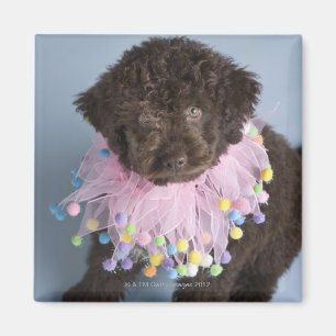 Italienischer Wasserhund (Lagotto) Welpe Magnet