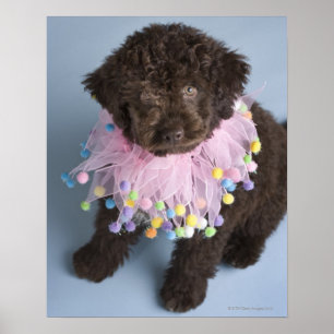 Italienischer Wasserhund (Lagotto) Welpe Poster