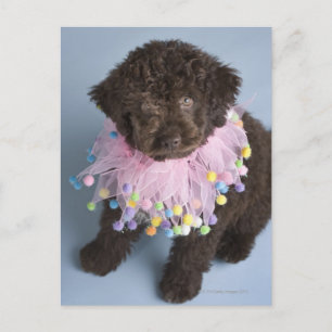 Italienischer Wasserhund (Lagotto) Welpe Postkarte