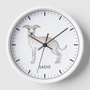 Italienischer Windhund mit cremefarbenem Fell und Uhr