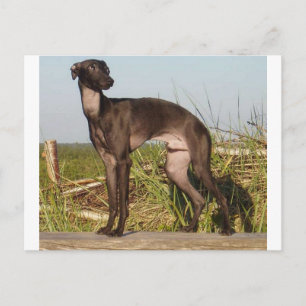 Italienischer Windhund voll.png Postkarte