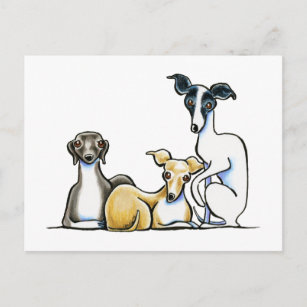 Italienisches Greyhound Trio Postkarte