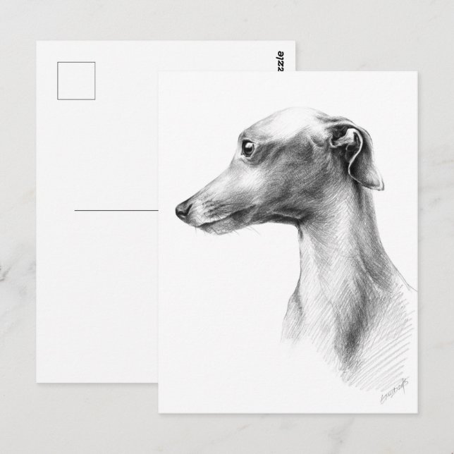 Italienisches Greyhound Whippet Hundeportrait zeic Postkarte (Vorne/Hinten)