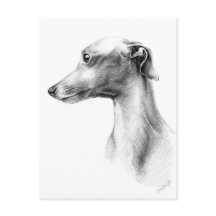 Italienisches Greyhound Whippet Hundeportrait zeic