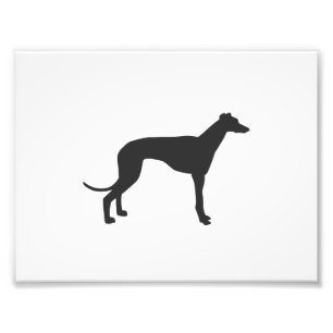 Italienisches Windhund-Silhouette in Schwarz Fotodruck