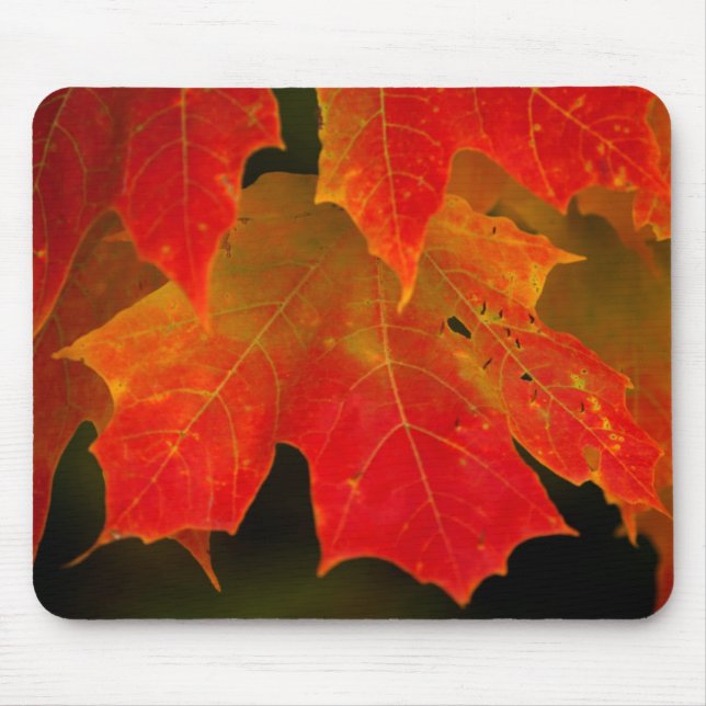 Itasca Staat Park, Herbstfarben 2 Mousepad (Vorne)