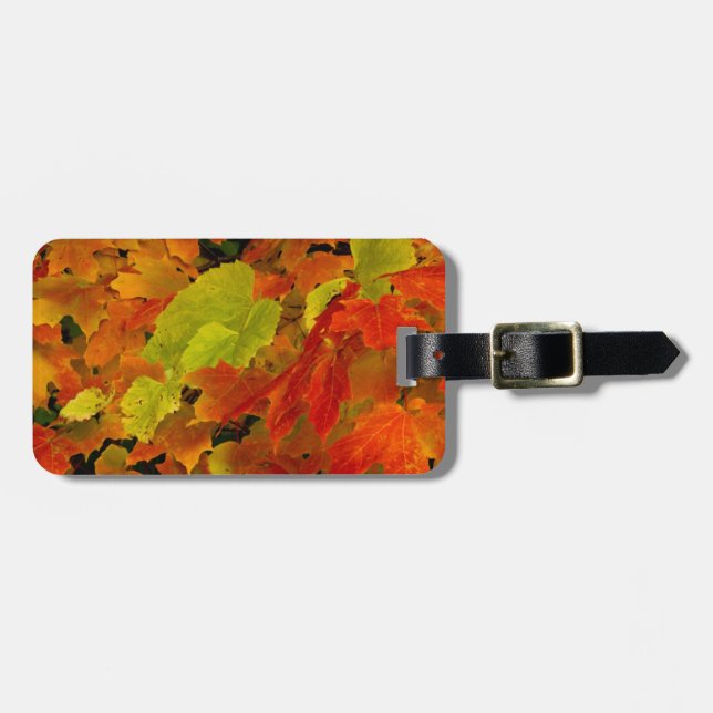 Itasca Staat Park, Herbstfarben Gepäckanhänger (Vorderseite horizontal)