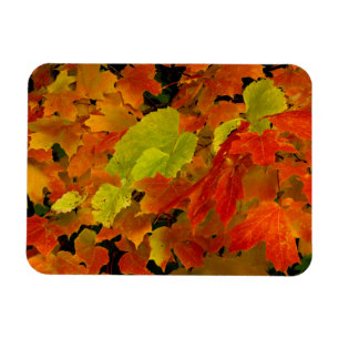 Itasca Staat Park, Herbstfarben Magnet
