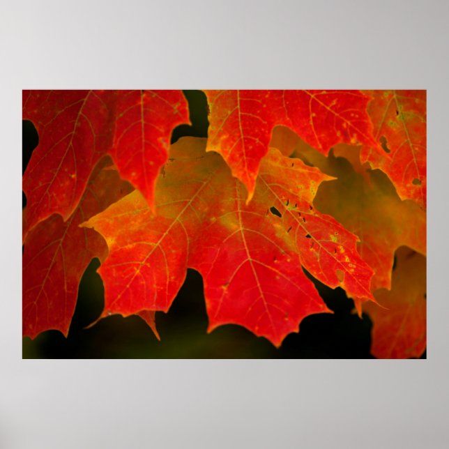 Itasca State Park, Herbstfarben 2 Poster (Vorne)