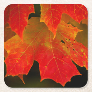 Itasca State Park, Herbstfarben 2 Rechteckiger Pappuntersetzer