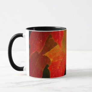 Itasca State Park, Herbstfarben 2 Tasse