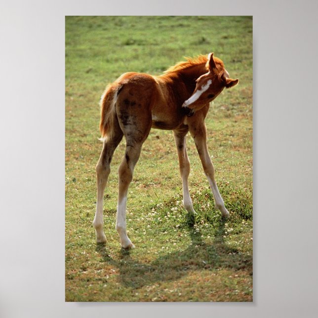 Itchy Foal Poster (Vorne)