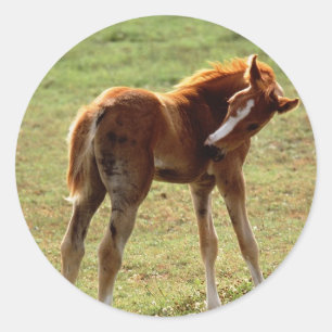 Itchy Foal Runder Aufkleber