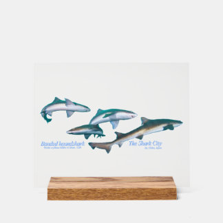 Ito, Chiba, ist der beliebteste Hai-Tauchplatz Acrylschild