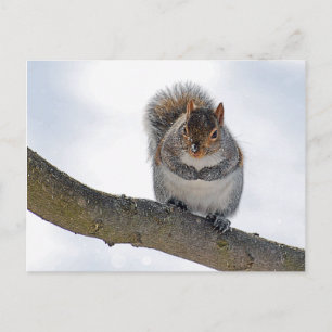 It's cold out Here Postcard Postkarte