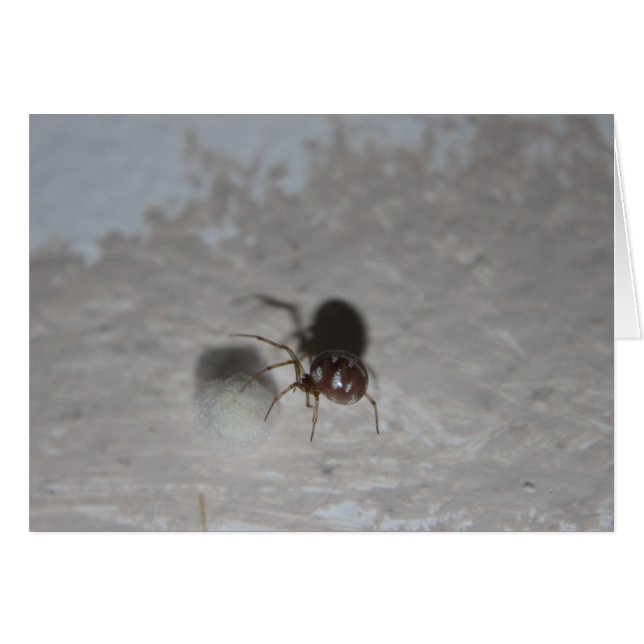 Itsy Bitsy Spider #2 (Vorderseite (Horizontal))