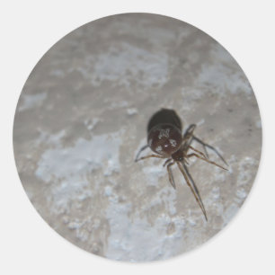 Itsy Bitsy Spider #3 Runder Aufkleber