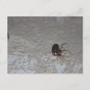 Itsy Bitsy Spider Postkarte