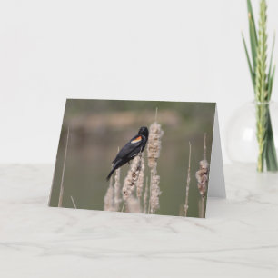 IV. Gerade ist eine Amsel auch eine Karte