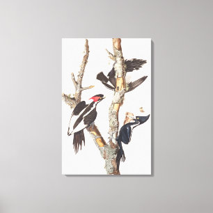 Ivory-billed Woodpecker, 1829, (Print) Leinwanddruck