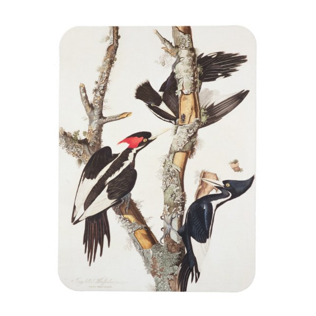 Ivory-billed Woodpecker, 1829, (Print) Magnet (Vertikal)