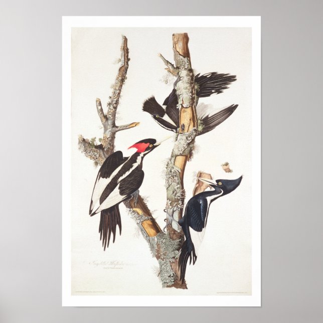 Ivory-billed Woodpecker, 1829, (Print) Poster (Vorne)