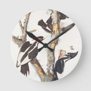 Ivory-billed Woodpecker, 1829, (Print) Runde Wanduhr